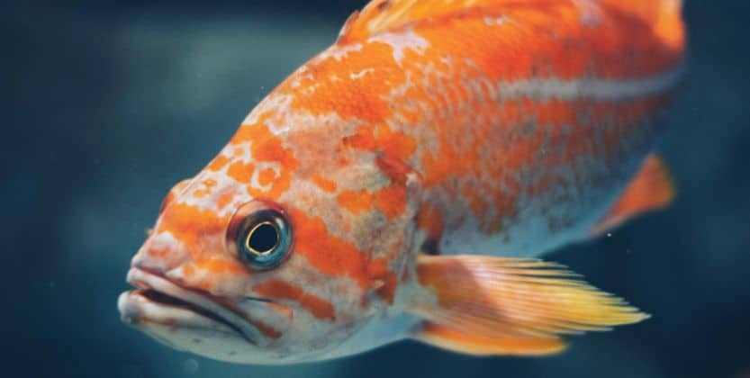 Grooming Fish Health: Tackling Common Issues Like Fin Rot, Ich, and ...